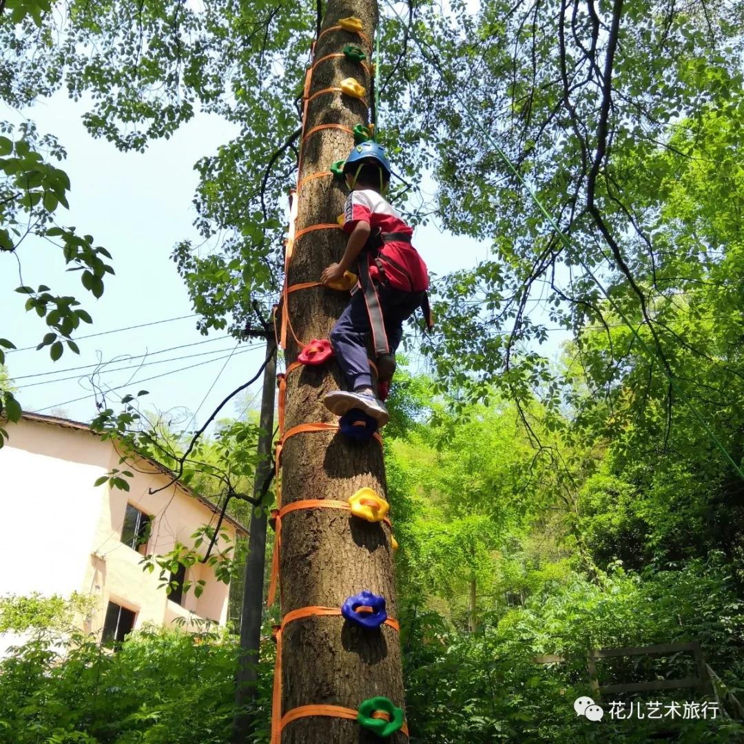 大树养成记全集下载-(大树的成长需要哪些养分)